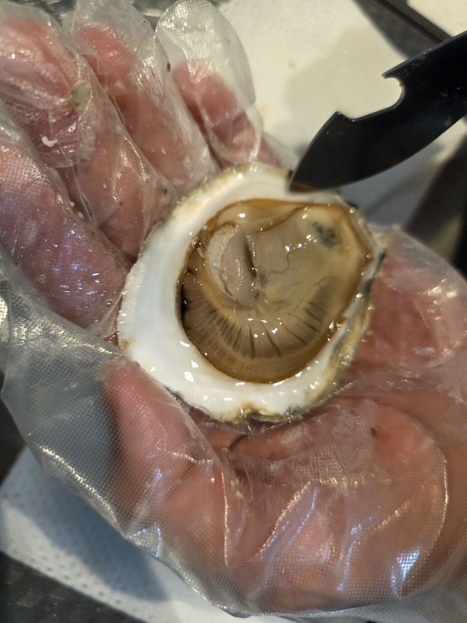 Merbok oysters